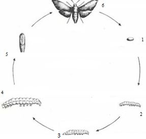 Draw A Well Labelled Diagram Of Life Cycle Of Silk Moth