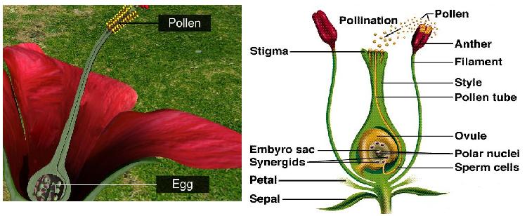 Sexual Reproduction In Angiosperms How Do Organisms Reproduce Science