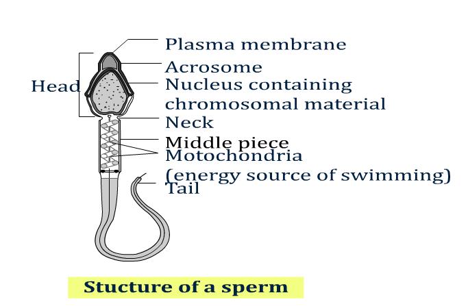 Image result for sperm class 10