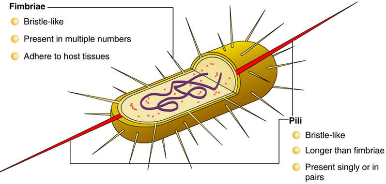 Bacteriology Archives Page 2 Of 8 Biology Ease 2953